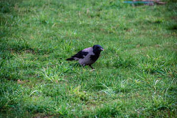 crow spring looking for food between trees