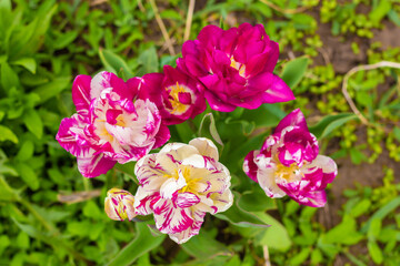
Pink-white double tulips. Bloom. Summer in the garden. Close-up. The background. Place for an inscription.