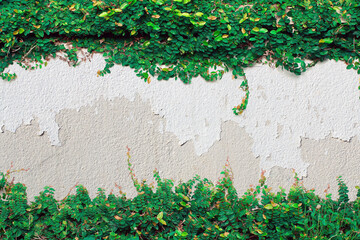 Green Creeper Plant on white wall