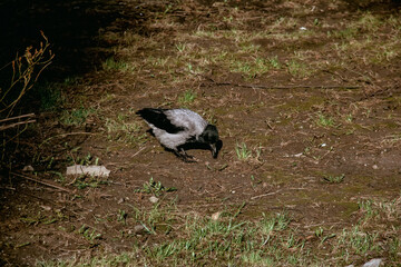 crow spring looking for food between trees