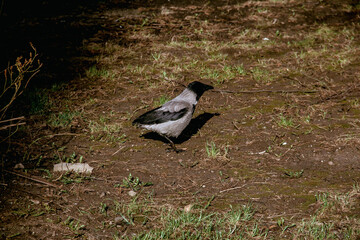 crow spring looking for food between trees
