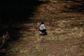 crow spring looking for food between trees