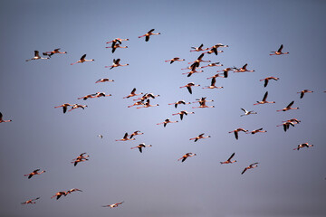 Flock of flying Rosa Flamingo, Phoenicopterus roseus, on the coast of Walvis bay. Namibia