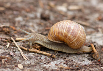 Snail crawling on the ground