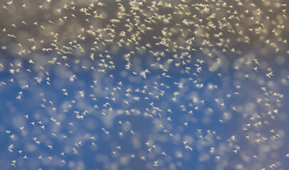 Midge swarm on sun background