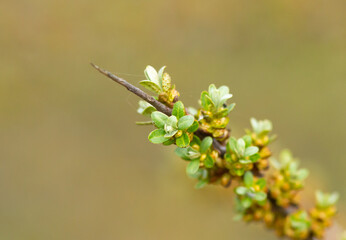 Blossoming branch of sea-buckthorn in spring