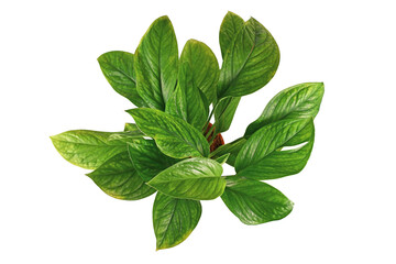 Top view of exotic 'Monstera Pinnatipartita' houseplant with young leaves without fenestration isolated on white background