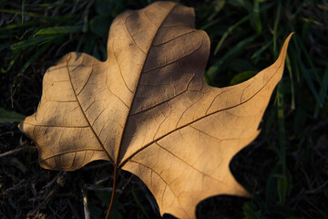 La feuille d'automne