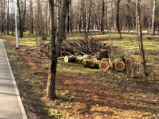 felled trees on the street in spring