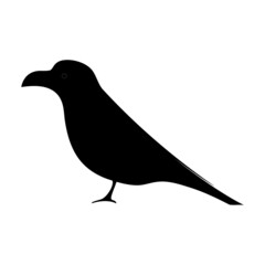 Jungle Crow Bird