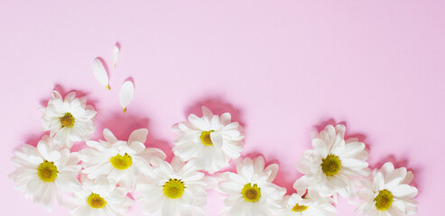 Obraz na płótnie Canvas white chrysanthemum on pink paper background