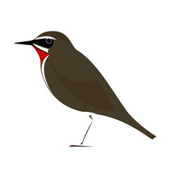 Illustration of Siberian rubythroat bird