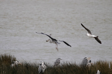 Fototapeta na wymiar Heron with an eel in its beak chased by a seagull
