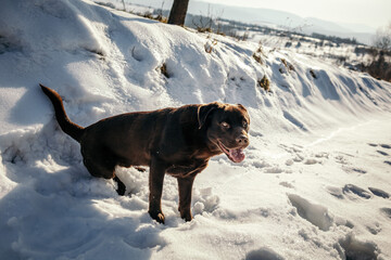 A dog that is covered in snow a Labrador