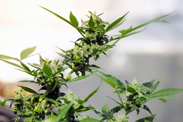 marijuana leaves cannabis plants a beautiful background