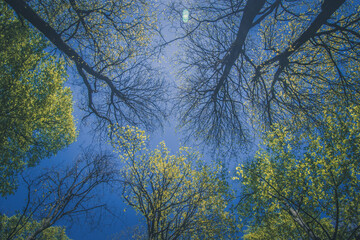 green and blue, colors of spring