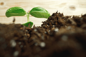 Small sprout of a growing plant in soil close up