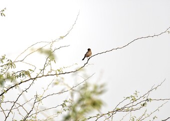 bird on a branch