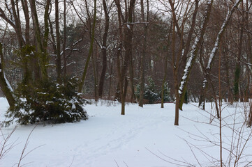 Winter landscape with trees. Winter in the park.5