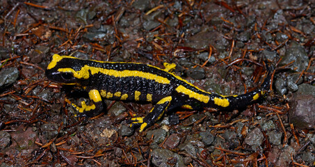 gestreifter Feuersalamander (Salamandra salamandra terrestris) - Wuppertal // striped Fire...