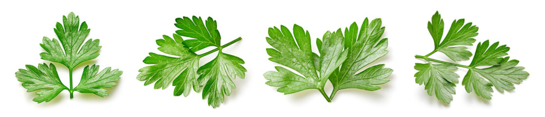 Green parsley leaf isolated on white background