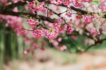 Cherry Blossom and Sakura wallpaper