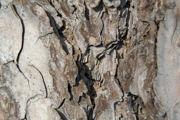 pine bark texture. bulges and depressions