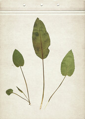 Vintage herbarium background on old paper. Composition of pressed and dried green leaves on a cardboard. Scanned image.