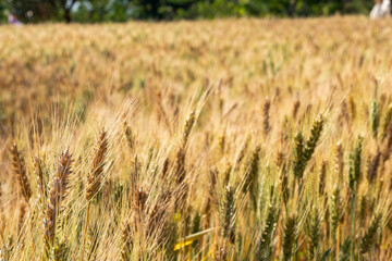 Barley fields At sunset, barley grains are used for flour, barley bread, beer, barley, whiskey, vodka, and forage. Fertilizer advertising for farmers, agricultural companies and agricultural holders.