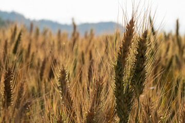 Barley fields At sunset, barley grains are used for flour, barley bread, beer, barley, whiskey, vodka, and forage. Fertilizer advertising for farmers, agricultural companies and agricultural holders.