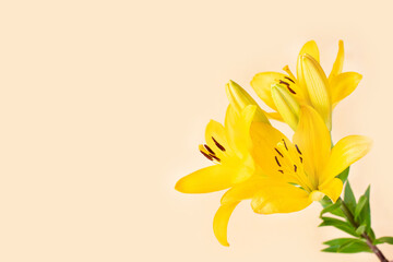 Big yellow flowers lilies on light background.
