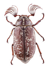 Beetle - Polyphylla fullo - isolated on white
