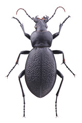 Ground beetle Carabus coriaceus isolated on white