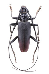  The great capricorn beetle Cerambyx cerdo isolated on white