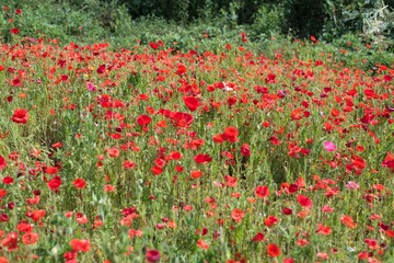 field of poppies