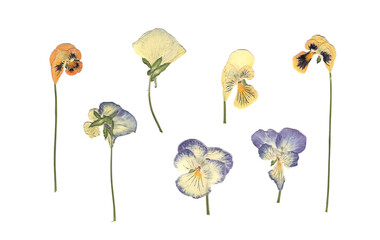 Pressed and dried meadow flowers. Scanned image. Vintage herbarium. Composition of the white,...