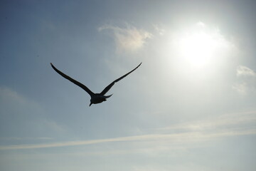 seagull in flight