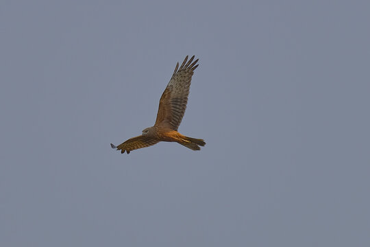 Pied Harrier