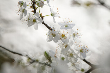 Premières fleurs