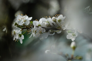 Premi&egrave;res fleurs