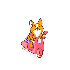 Corgi dog rides on a pink motobike. It can be used for card, brochures, poster, sticker etc. Vector image isolated on white background.