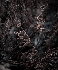 A winter-dried (herbs) plant perfect for a splash, background and wallpaper. 