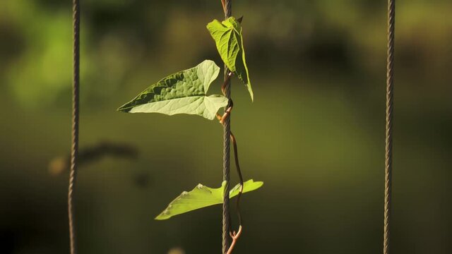 A plant growing along a rope in a prak of New Zealand, with blur background