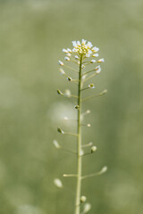 Grüne Blume im Feld als Makro
