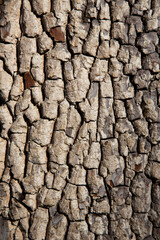 Old tree bark texture. Wood background. American persimmon tree or Diospyros virginiana