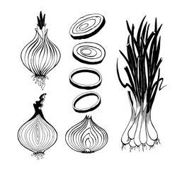 vector drawing of leek, onion drawing, onion rings, onion cut in half, onion head, vector drawings by hand isolated on a white background.