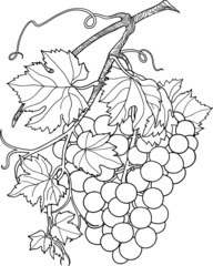 Grapevine black outline vector illustration isolated white background