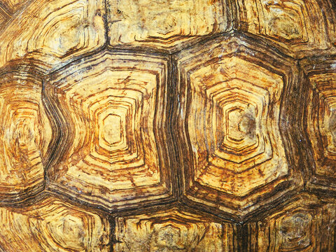Tortoiseshell pattern texture of Giant Sulcata tortoise