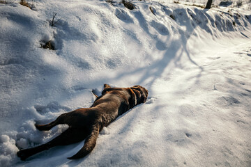 A dog lying on the snow a Labrador
