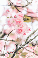 Kirschblüten im Sommer